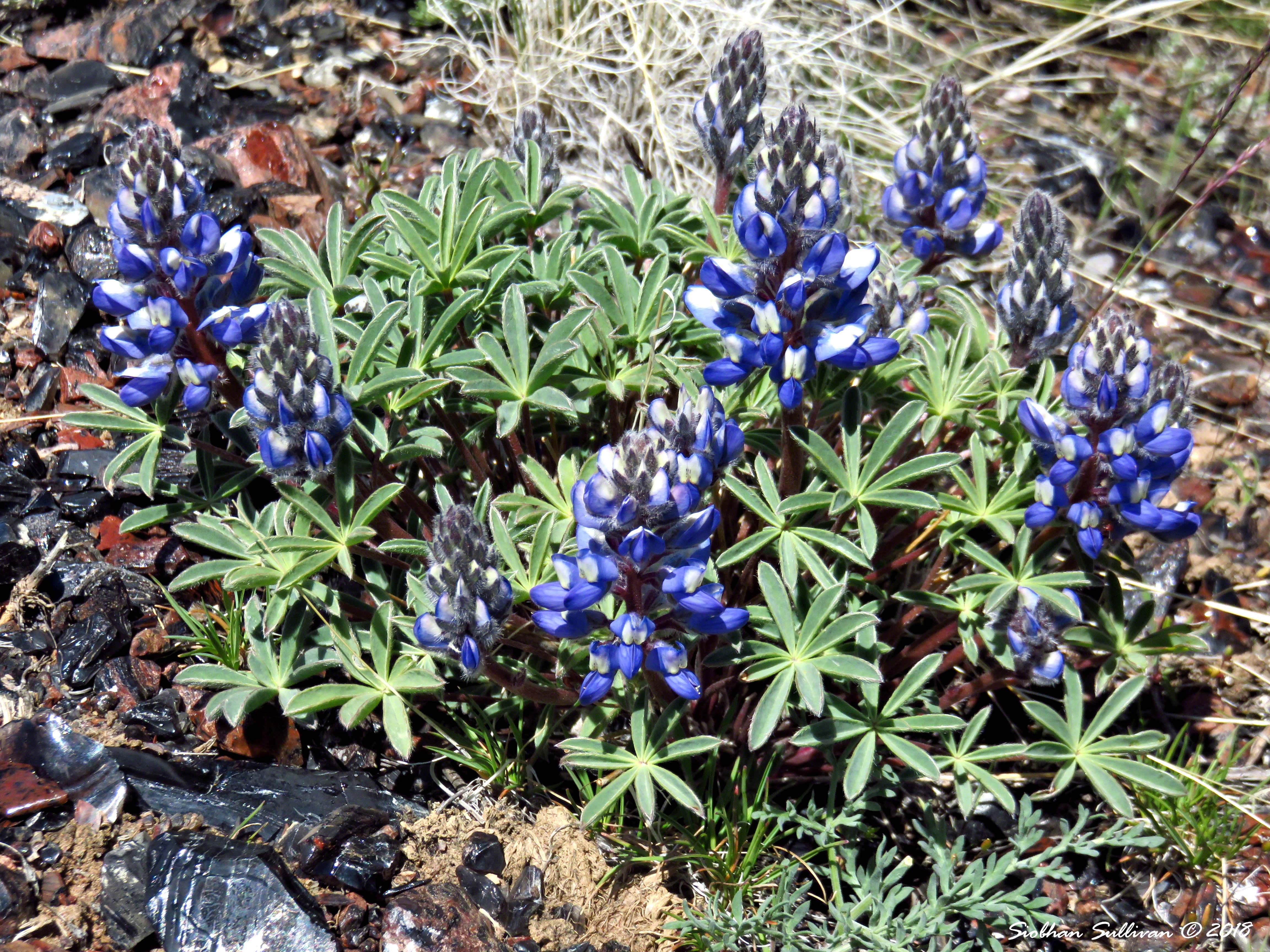 Spring lupine Friday flowers bend branches