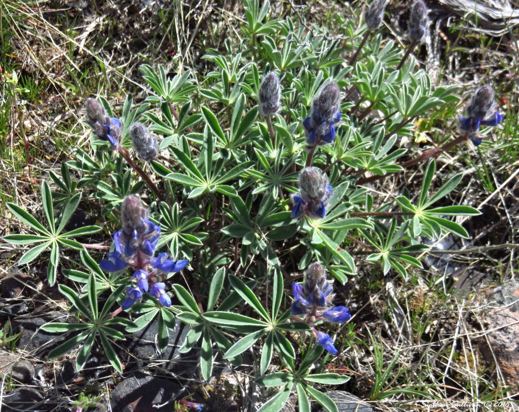 Fuzzy lupine blossoms Friday Flowers bend branches