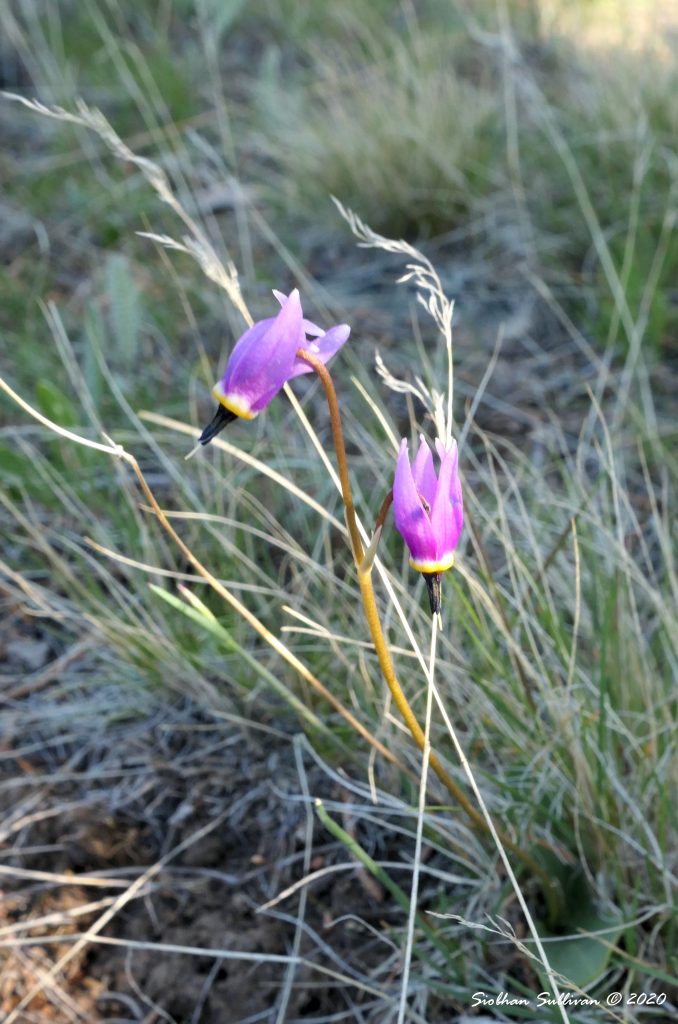 Shooting stars up close Macro Monday bend branches