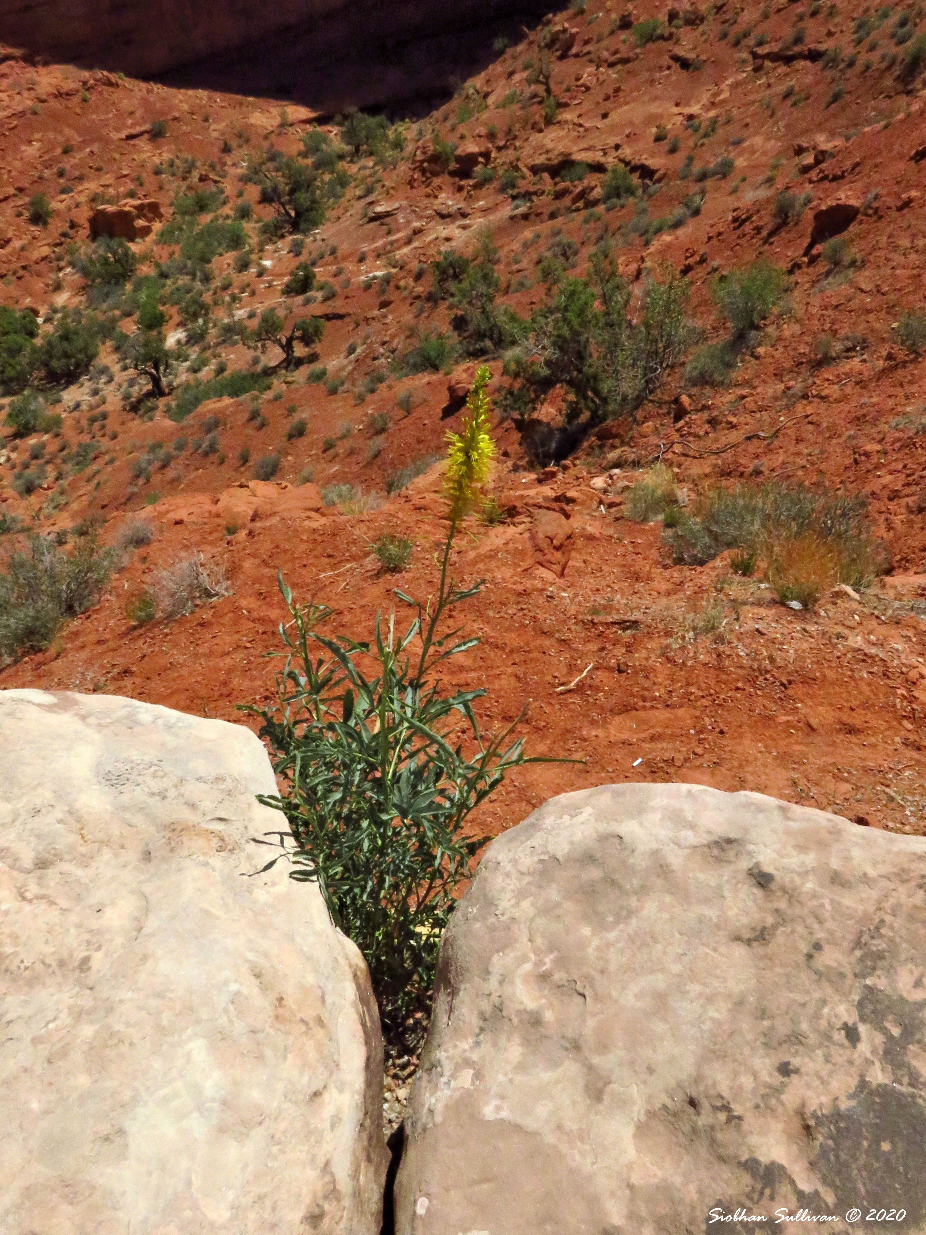brachycaulos air plant Tillandsia Brachycaulos  Air Plant Direct