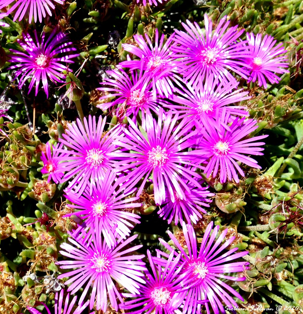 Ice plants up close Macro Monday bend branches