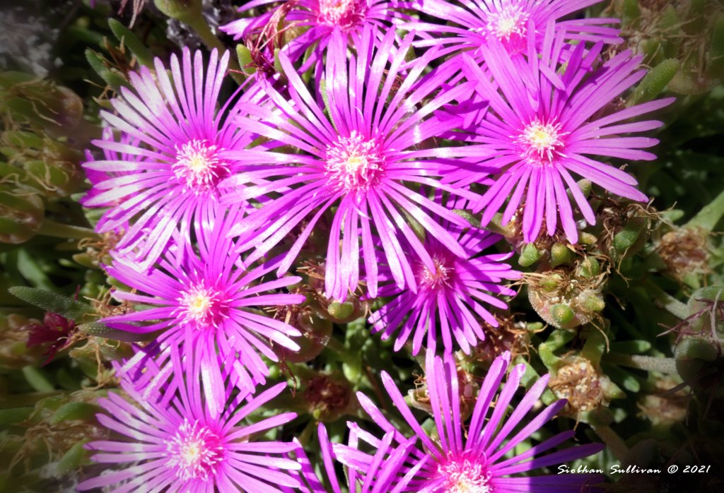 Pink flowers in my yard Sunday Stills bend branches