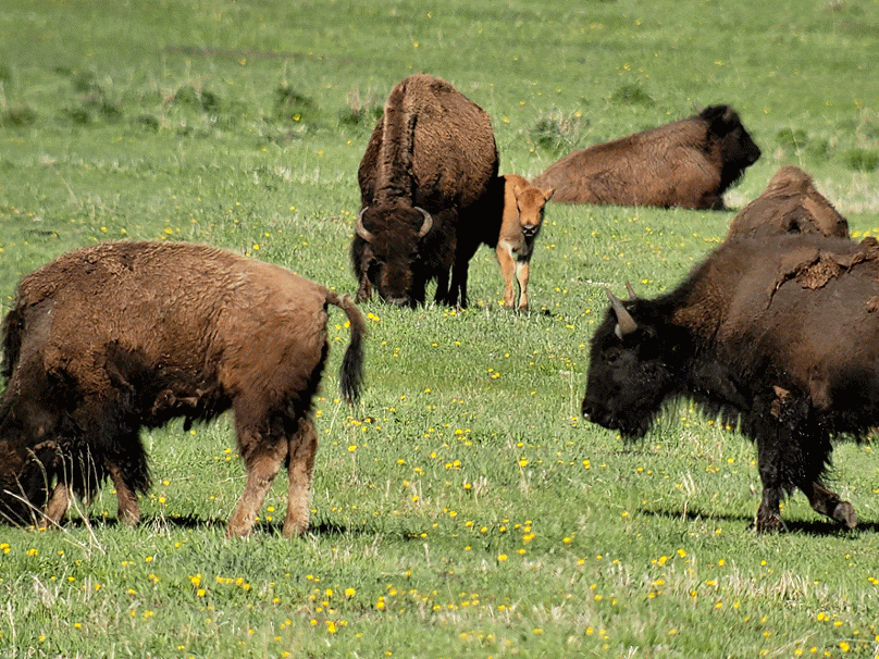 Spring Bison Springtime bison in Yellowstone: Wordless Wednesday - bend branches