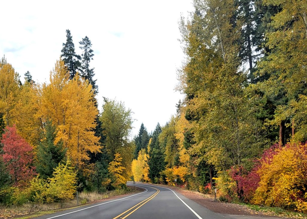 Turning into Fall: Wordless Wednesday - bend branches