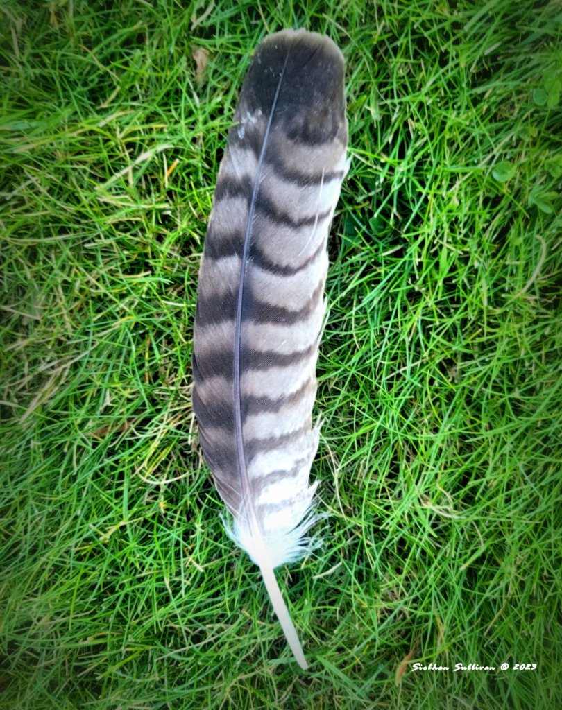 Fine feather I found Macro Monday bend branches