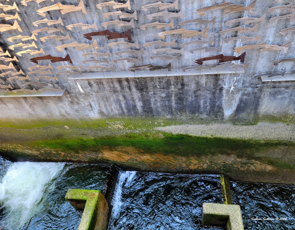 Ballard Locks fish ladder: Sculpture Saturday - bend branches
